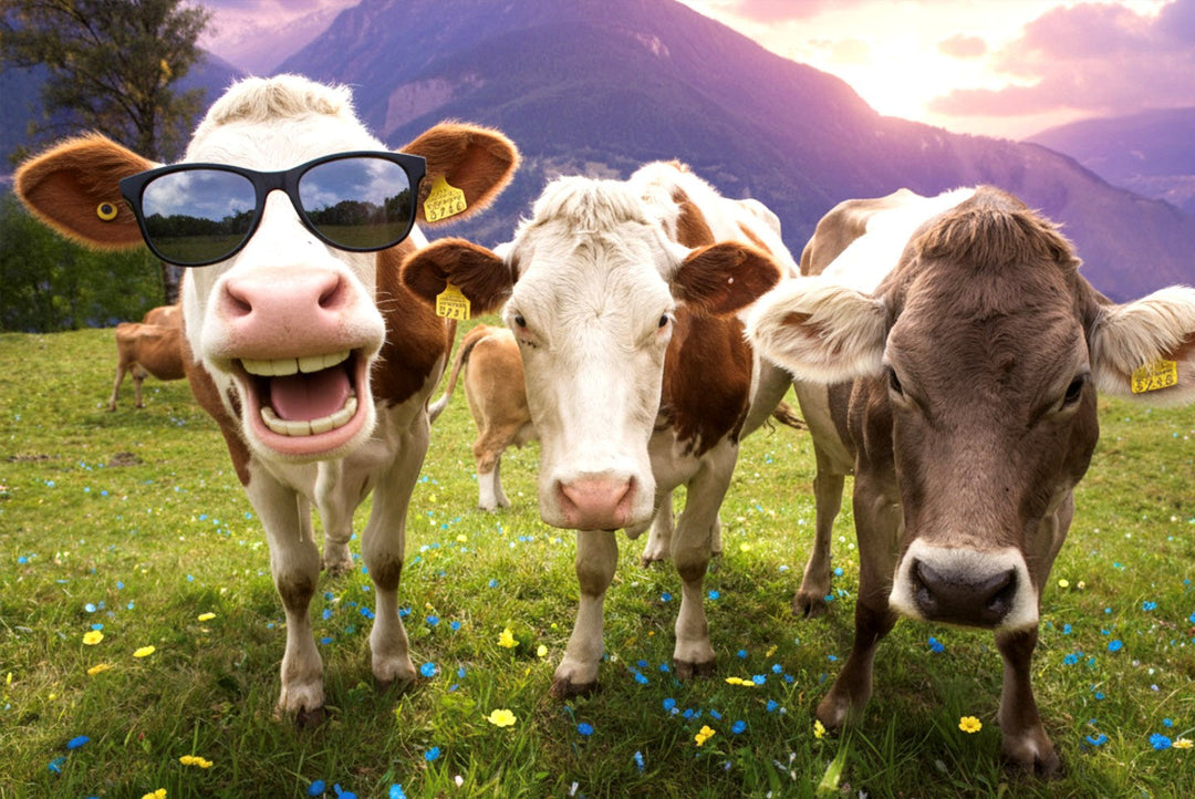 Vreemde eend in de bijt Outsmarted